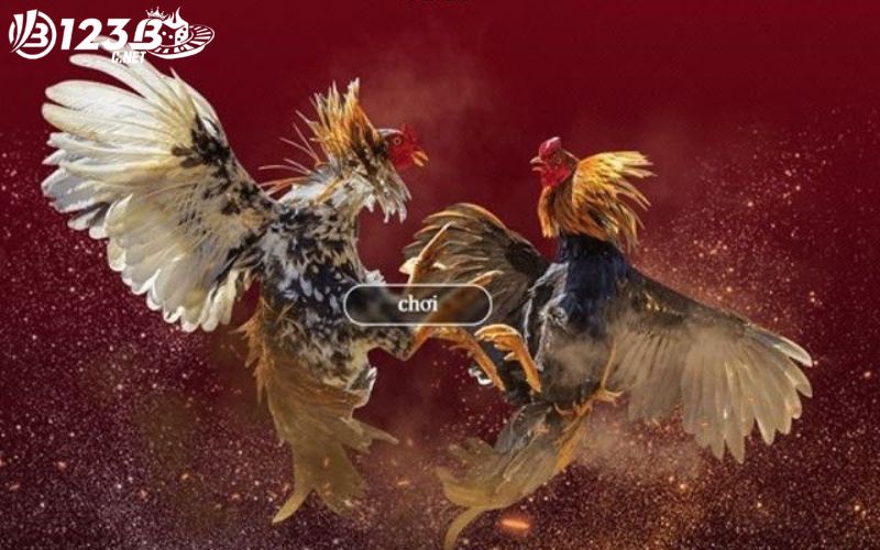 Trực tiếp đá gà C4 có quy mô nhỏ