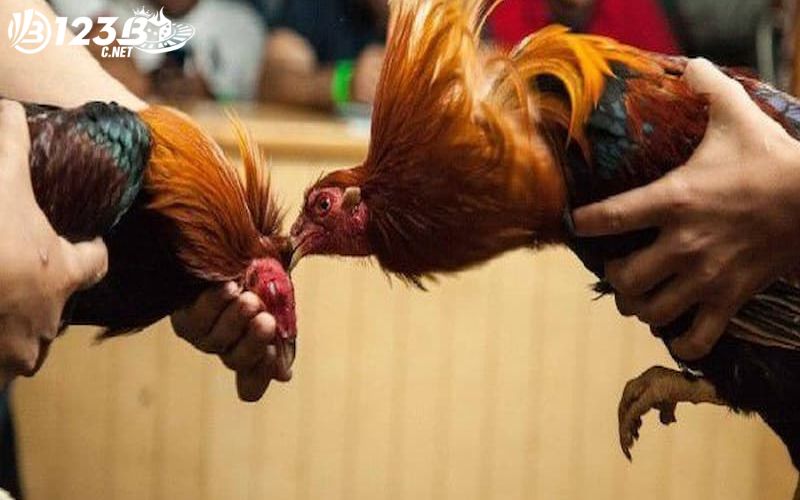Gà chiến có những quy định riêng khắt khe